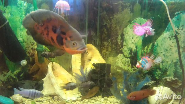 Продам аквариум и рыбу купить на Зозу.ру - фотография № 4
