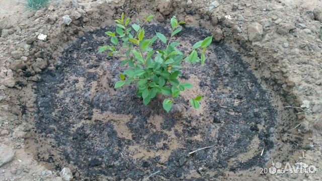 Участок 10 сот. (ИЖС) Участок 10 сот. (ИЖС)