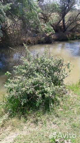 Село калиновка дагестан. Кизлярский Тарумовский район с.Калиновка. Тарумовский район село Вареновка. Республика Дагестан село Калиновка. Тарумовка природа.