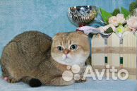 Вязка с Золотым тикированным котом купить на Зозу.ру - фотография № 1