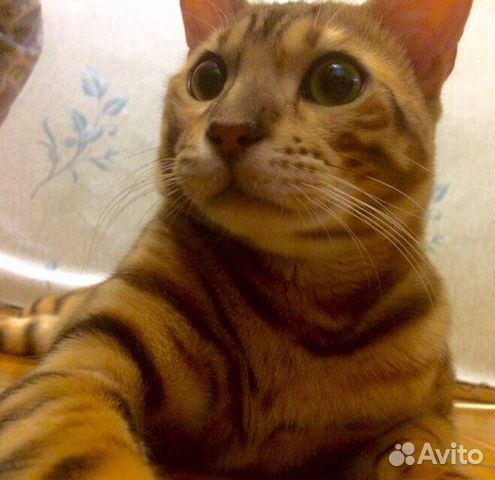 Вязка Бенгальский кот купить на Зозу.ру - фотография № 6
