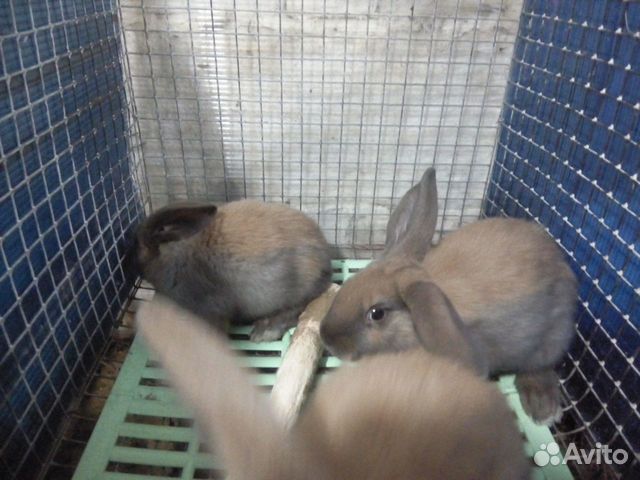 Кролики,Калифорния,Серебро,Французский баран купить на Зозу.ру - фотография № 9