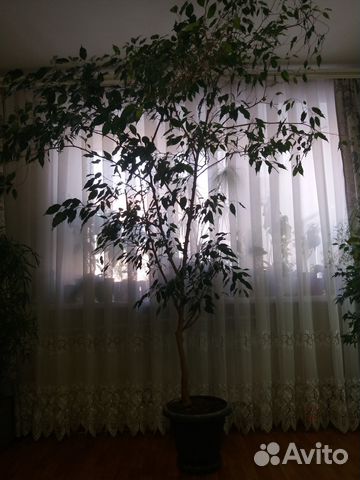 Фикус комнатный Фикус комнатный