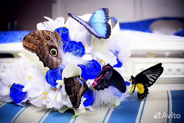 Букет синяя лазурь и живые тропические бабочки