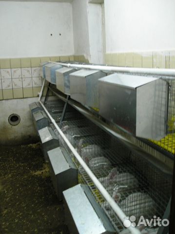 Клетки для кроликов маточные, откормочные купить на Зозу.ру - фотография № 2