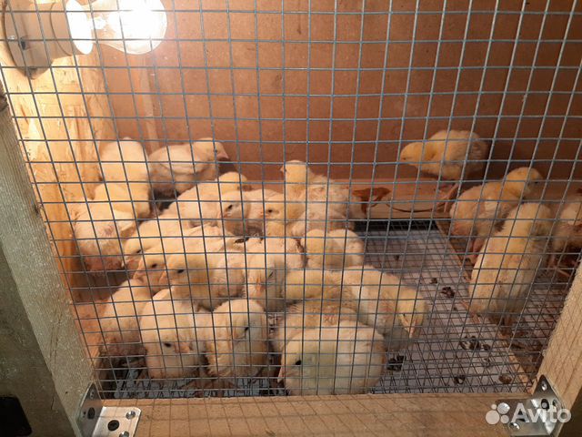 Продам цыплят, гусят, утят купить на Зозу.ру - фотография № 2