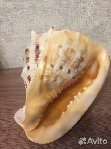 Ракушка Ракушка