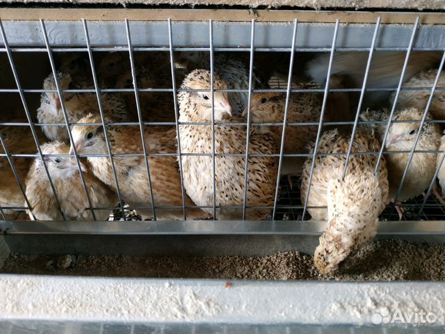 Перепела суточные и несушки,цыплята домашн купить на Зозу.ру - фотография № 3