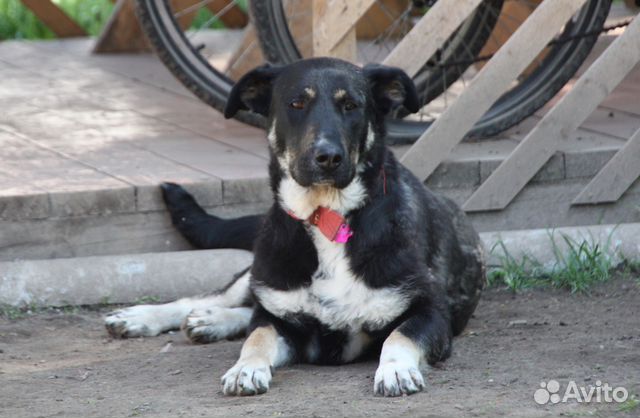 Мягкая, нежная собака Джемма ищет любящее сердце купить на Зозу.ру - фотография № 1