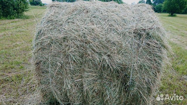 Сено луговое в рулонах урожай 2019 года купить на Зозу.ру - фотография № 3