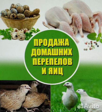 Перепелиные яйца и тушки купить на Зозу.ру - фотография № 1