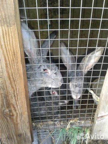 Мясо кролика, живые кролики купить на Зозу.ру - фотография № 2