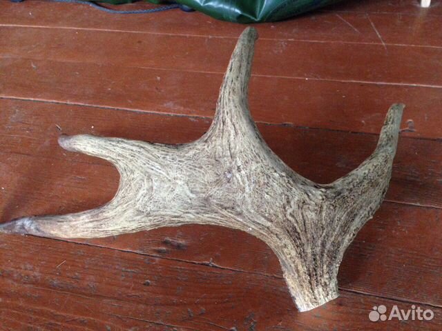 Лосиный рог