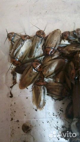 Тараканы южно-американские eublaberus posticus купить на Зозу.ру - фотография № 1