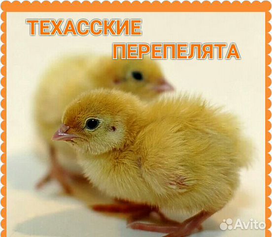 Перепелиное яйцо (инкубационное) купить на Зозу.ру - фотография № 2