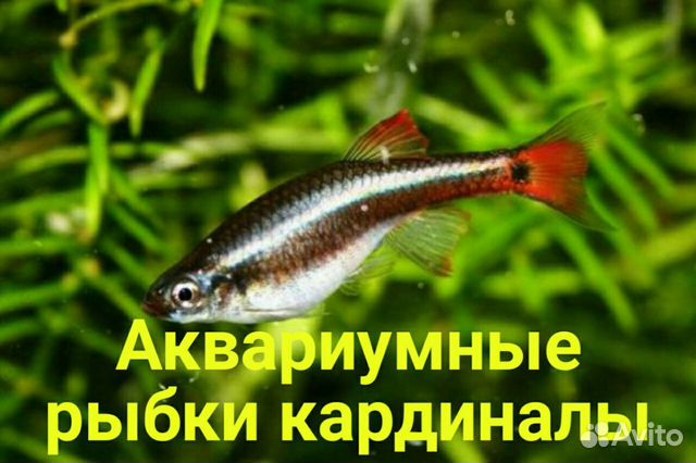 Продаю аквариумных рыбок и улиток купить на Зозу.ру - фотография № 1