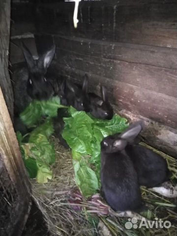 Продам кроликов разного возраста купить на Зозу.ру - фотография № 1
