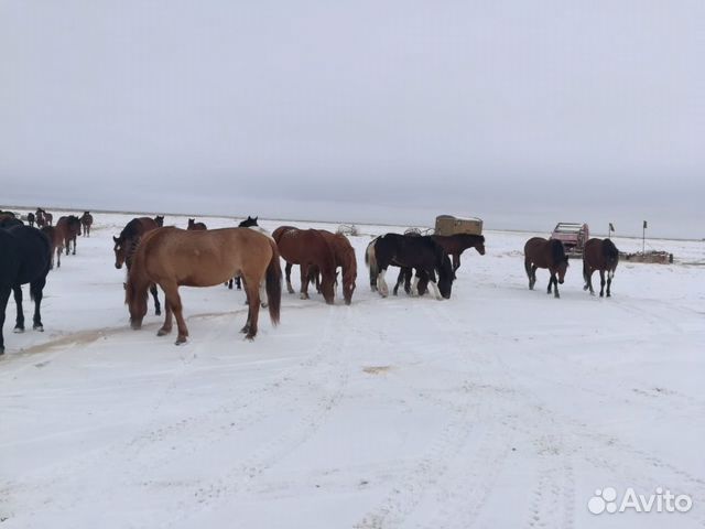 Лошади пропали купить на Зозу.ру - фотография № 2