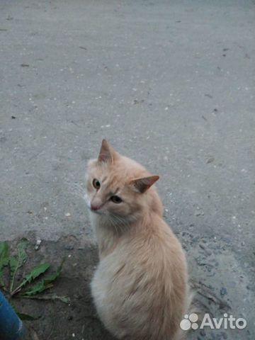 Котик Персик купить на Зозу.ру - фотография № 1
