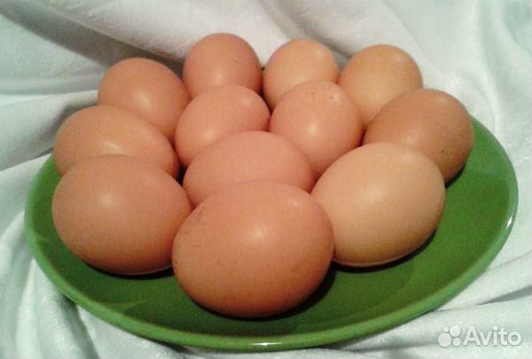Инкубацыонное яйцо кучинских юбилейных купить на Зозу.ру - фотография № 1