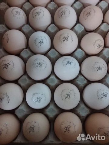 Инкубационное яйцо из Европы и Канады купить на Зозу.ру - фотография № 1