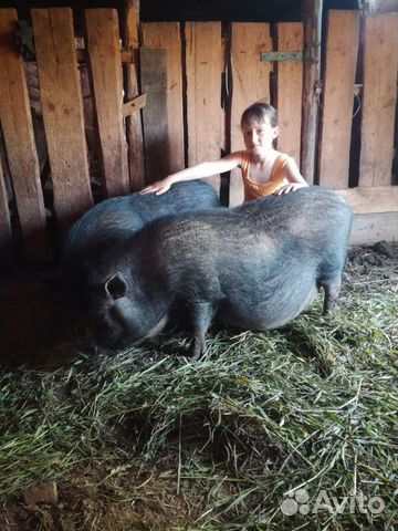 Вьетнамская вислобрюхая свинья купить на Зозу.ру - фотография № 1