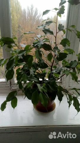 Фикус мелколистный