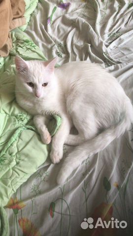 Красивый и характерный котик, кот в добрые руки купить на Зозу.ру - фотография № 1