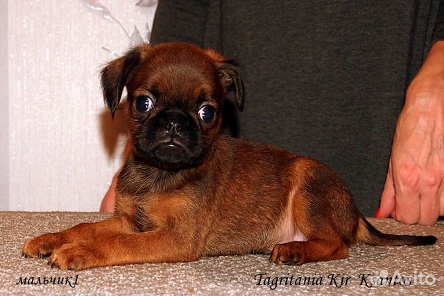 Очаровательный щенок пти-брабансона купить на Зозу.ру - фотография № 5