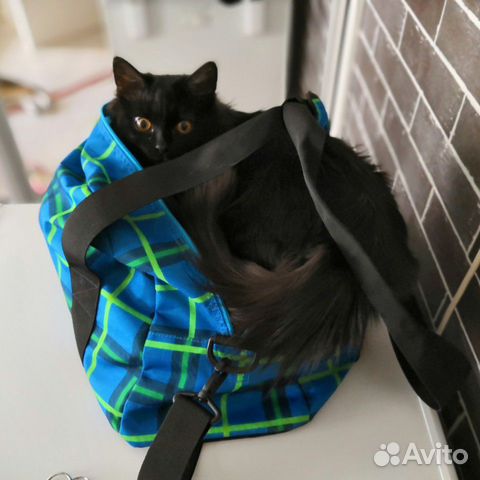 Котенок чёрный дым купить на Зозу.ру - фотография № 9