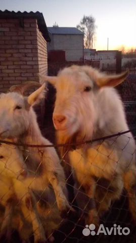 Козёл и козы купить на Зозу.ру - фотография № 1