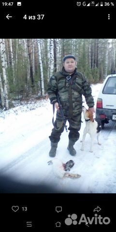 Охотничьи гончие собаки купить на Зозу.ру - фотография № 1
