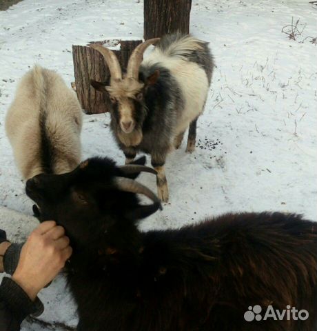 Козлята, козы купить на Зозу.ру - фотография № 1