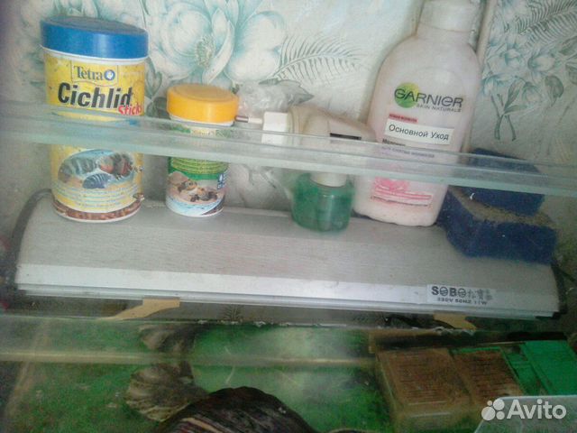 Огромная черепаха, аквариум в сборе-обмен купить на Зозу.ру - фотография № 9