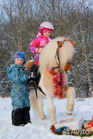 Пони, лошади, верблюды, лама на праздник