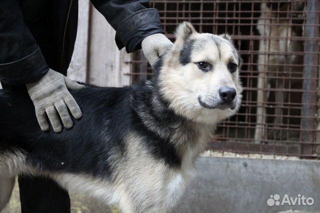 Собака в добрые руки, щенок купить на Зозу.ру - фотография № 6