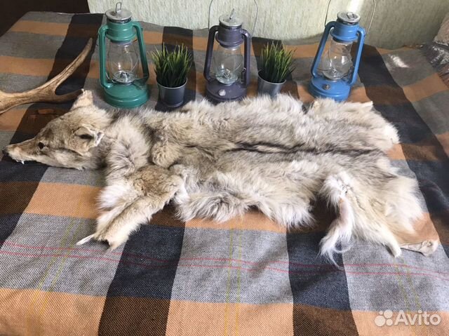 Продам шкуру волка