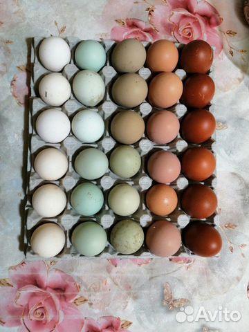Инкубационное яйцо купить на Зозу.ру - фотография № 3
