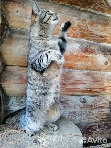 Метис европейской кошки в дар купить на Зозу.ру - фотография № 6