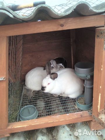 Кролики 6 месяцев купить на Зозу.ру - фотография № 2