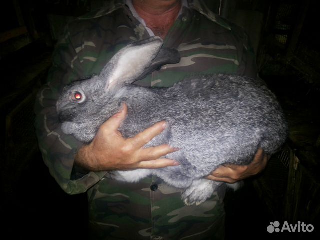 Продаю кроликов шиншил-великанов купить на Зозу.ру - фотография № 1