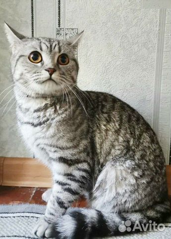 Британский котенок купить на Зозу.ру - фотография № 5