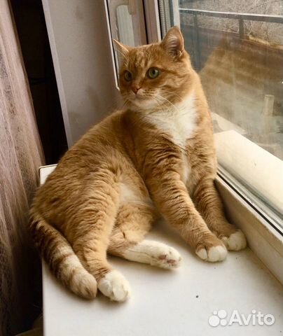 Кота в добрые руки