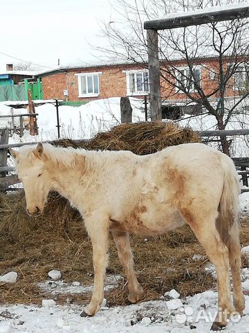 Лошади молодняк купить на Зозу.ру - фотография № 6