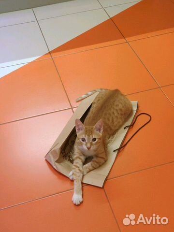 Котик подросток в добрые руки Котик подросток в добрые руки