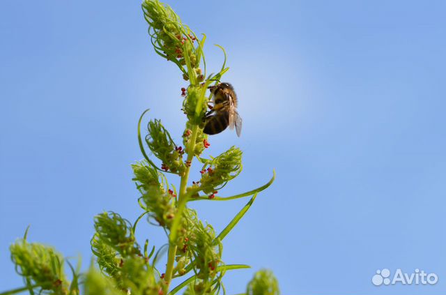 Пчелопакеты,пчеломатки Карника купить на Зозу.ру - фотография № 8