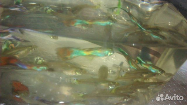 Аквариумные рыбки - моллинезии чёрные, гуппи, раст купить на Зозу.ру - фотография № 6
