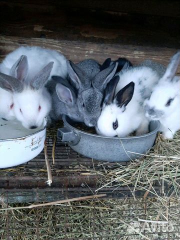 Кролики по два месяца купить на Зозу.ру - фотография № 3