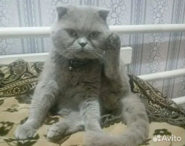 Котик на вязку купить на Зозу.ру - фотография № 2