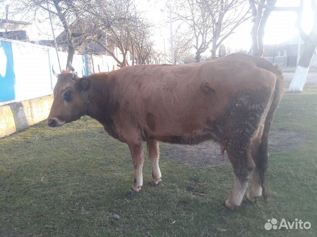 Красностепная корова купить на Зозу.ру - фотография № 1